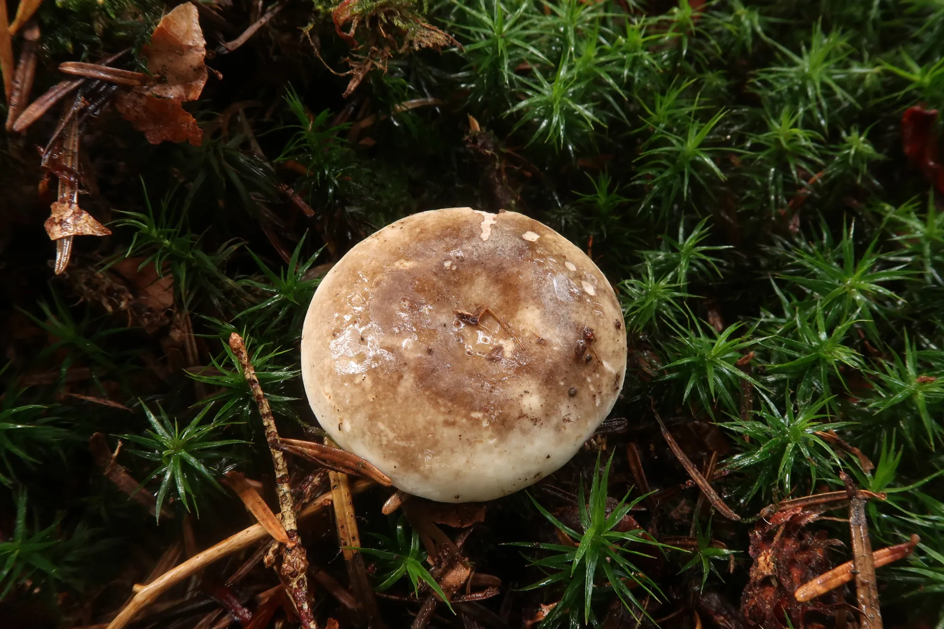 Russula adusta - 1 - IMG_0313
